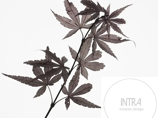 Intra Interiors logo